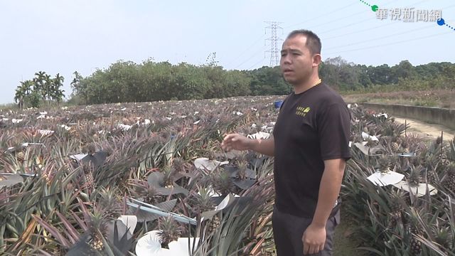 中禁我鳳梨 雲林果菜合作社主席:免驚