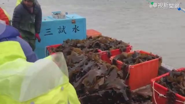 金門水試所賣薄海帶 300斤半小時賣光