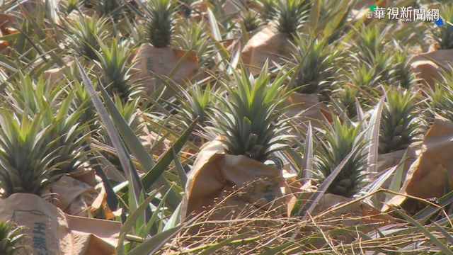救救鳳梨農! 詐騙集團跟風大打苦肉計