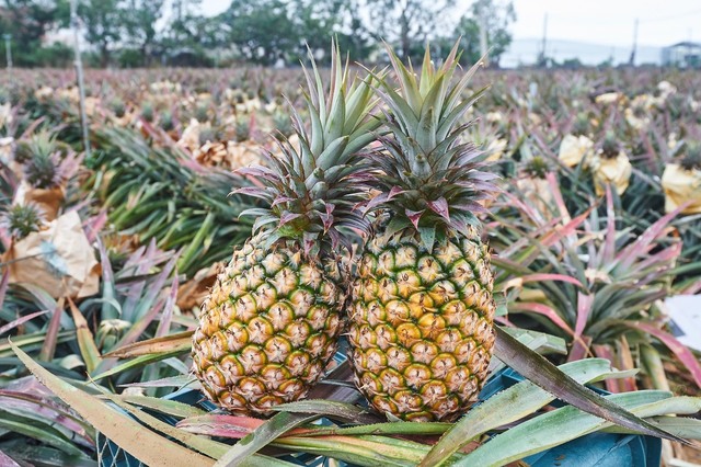 走到巷口挺農民！四大超商「買鳳梨攻略」出爐