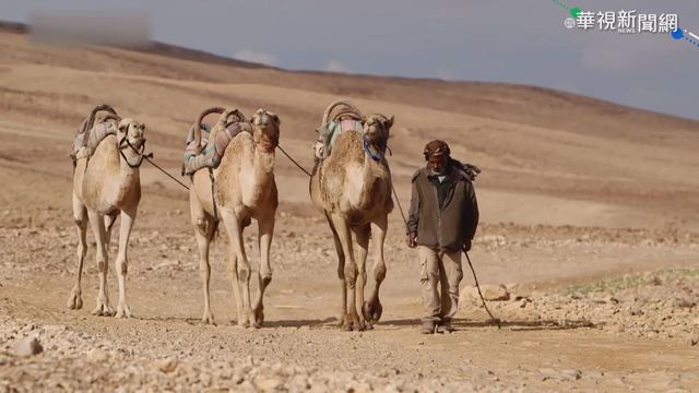 商機上看億元! ｢駱駝奶｣營養價值高