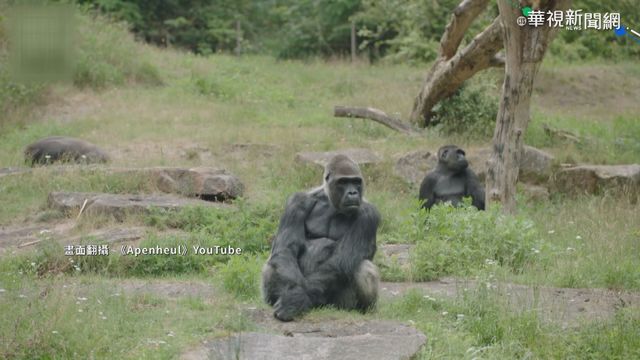 動物園傳喜! 金剛｢迪亞哥｣將迎2寶
