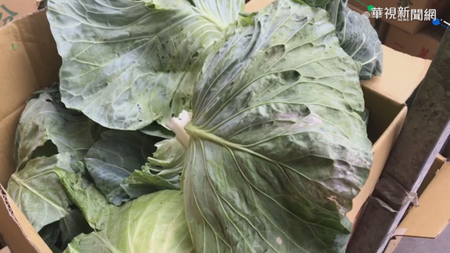 雲林高麗菜產量增 冷鍊保鮮外銷杜拜