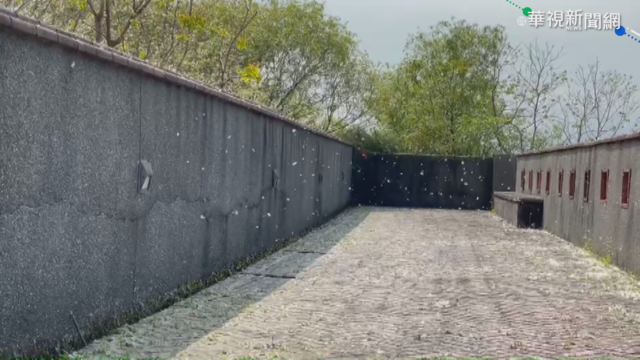 水柳成熟柳絮滿天飛 宜蘭如下三月雪