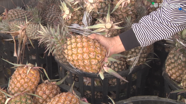 傳澳門也禁止台灣鳳梨進口？農委會回應了