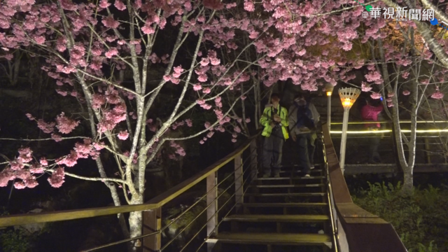 賞夜櫻.品茗 嘉縣石棹｢櫻之道｣點燈