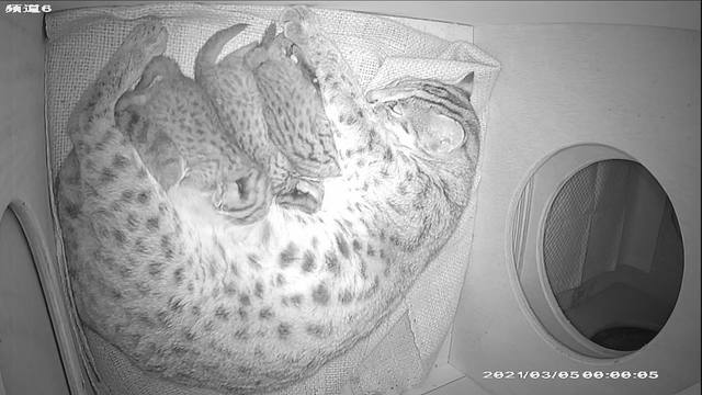 睽違逾20年石虎產下3胞胎 柯文哲曝「見客時間」