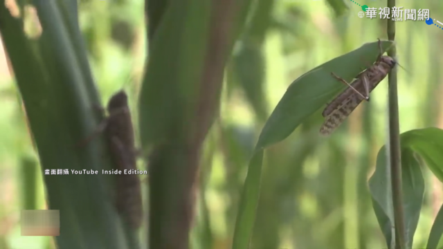 東非蟲蟲危機! 2021蝗災惡夢再現