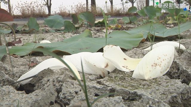 缺水樣樣難! 文蛤.蓮花農苦撐因應