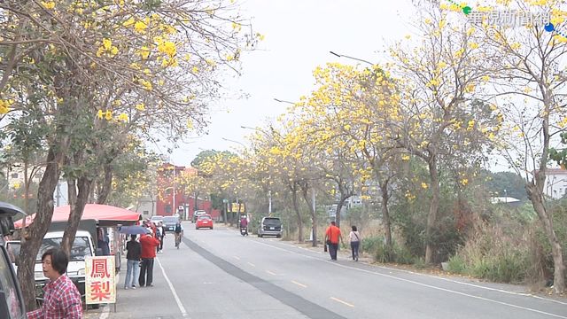 黃花風鈴木開!｢黃金大道｣綿延5公里