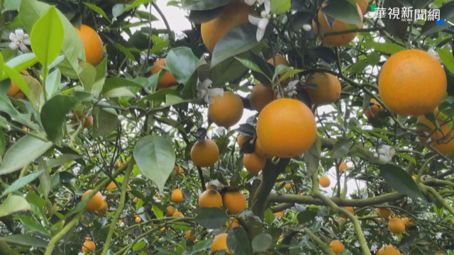 開花季長達14個月 採收香丁兼賞花!