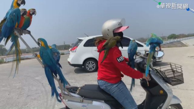女騎機車遛9鸚鵡 改裝車架引警關注