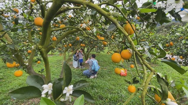 香丁開花季14個月 民眾採果兼賞花