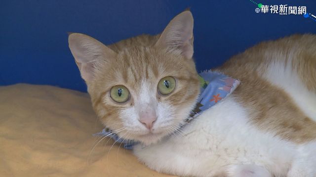 中國出現「共享貓咪」...10幾隻全租完.手續繁瑣