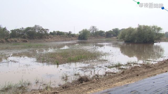 老天不下雨 官田水雉園區池塘乾涸