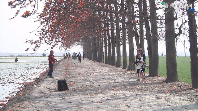 木棉花｢祕境｣太隱密!導航地點大公開