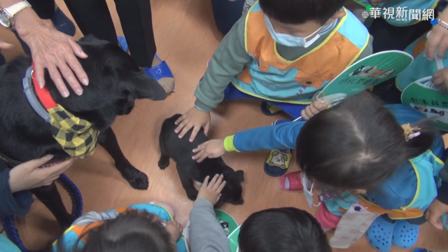 棄養犬變陪伴犬 毛小孩陪上課好萌!