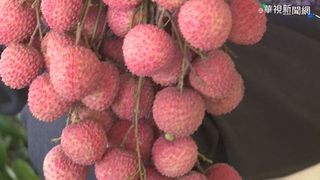 台澳荔枝合作吃大虧? 農委會:開拓市場