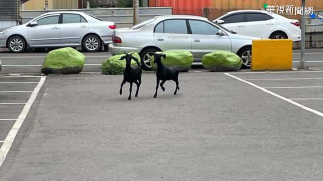 小羊大街趴趴走 4警追捕手忙腳亂
