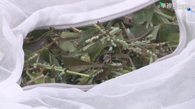 摘除荔枝椿象卵片有錢拿 民賺逾2萬