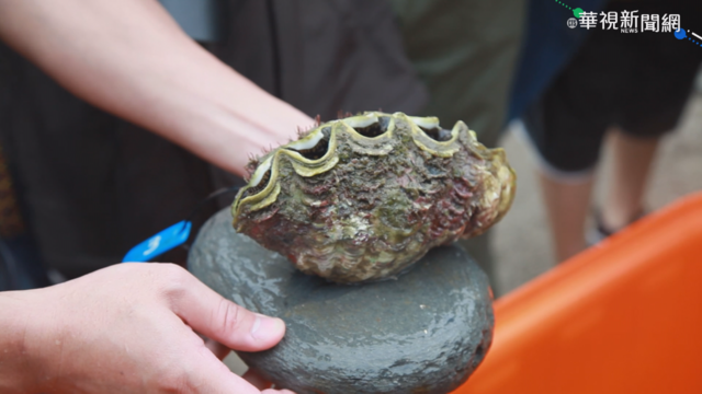 台東縣府復育硨磲貝 存活率高達9成