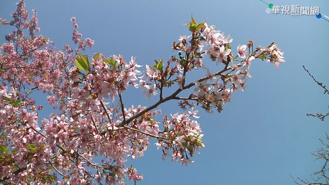 阿里山櫻花季開跑 滿山櫻花接力綻放