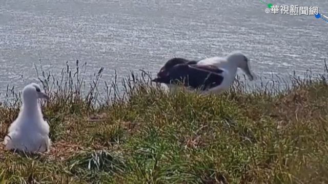 信天翁著陸慘摔 掙扎起身裝沒事惹笑