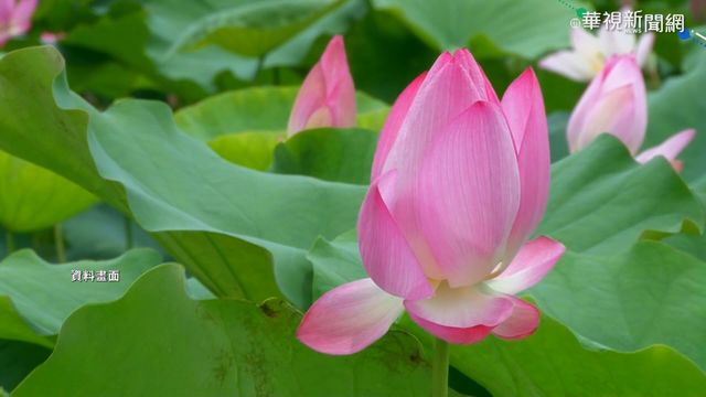 缺水休耕! 白河蓮花種植面積大減