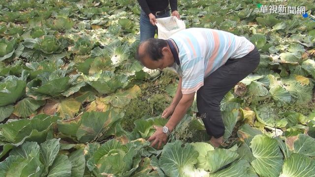 高麗菜開放自採一顆10元 菜農心淌血