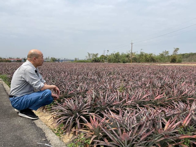 韓國瑜為鳳梨農「憂慮擔心」 眾狂讚：韓總真心為人民