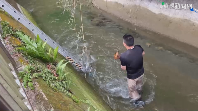 小山羌困大圳嚇壞 護管員冒險搭救