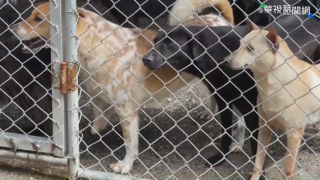 兩度受困｢山豬吊｣ 山區小狗剩1條腿