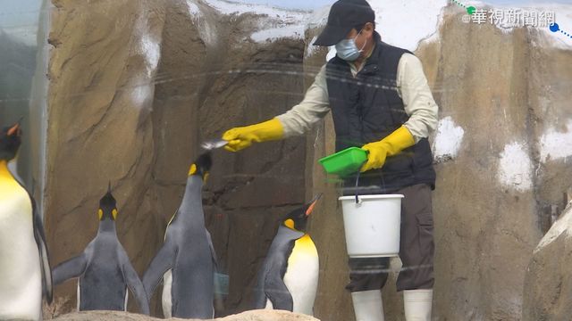 國王企鵝挑嘴! 只吃秋刀魚恐變胖