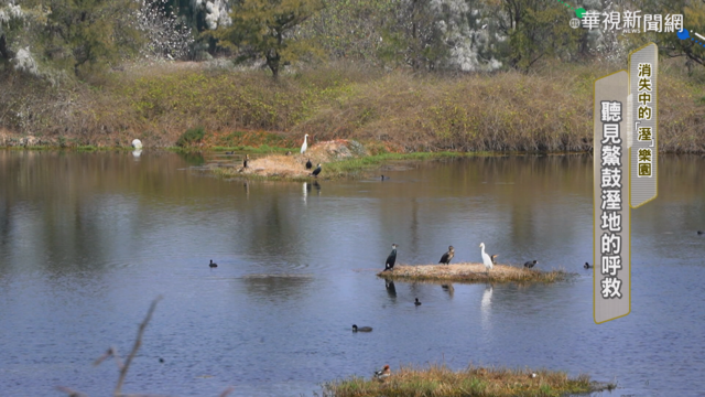 消失中的｢溼｣樂園 聽見鰲鼓溼地呼救