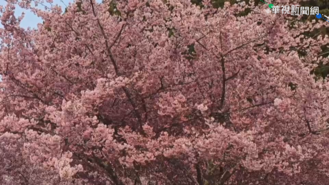 三月花開了! 中南部賞花景點大公開