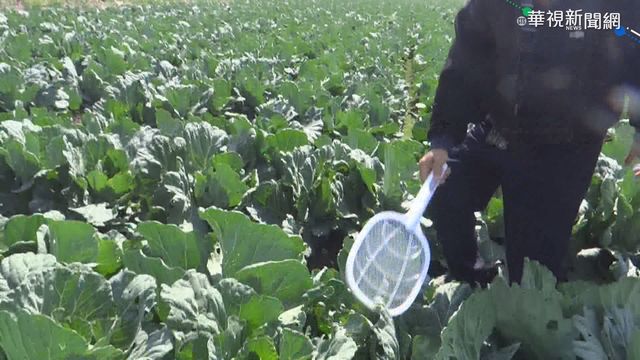 高麗菜價狂跌 農民電蚊拍除蟲省成本