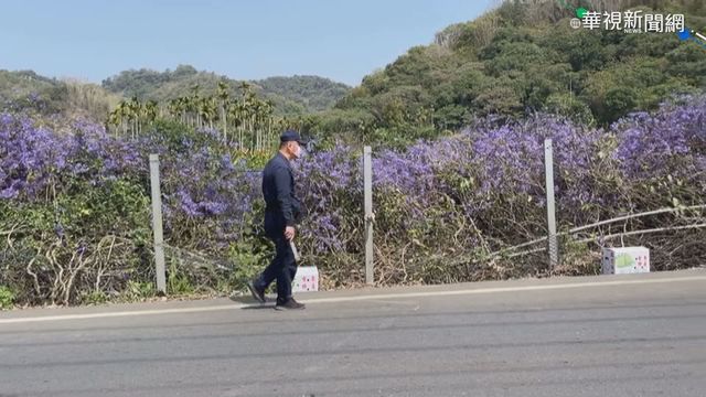 搶拍紫色花牆掀亂象 主人忍痛砍光光