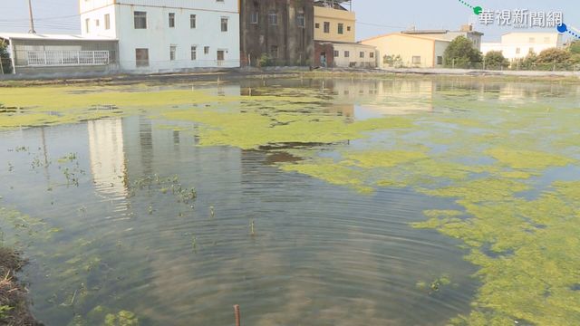 缺水衝擊養殖業 蟹農憂大閘蟹乾死