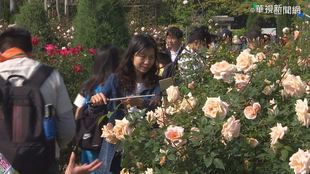 花博新生園區700種玫瑰 德日品種驚艷!