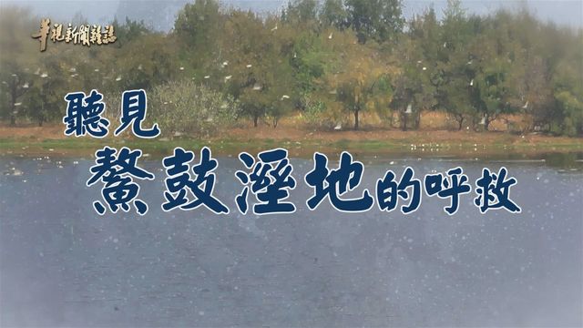 聽見鰲鼓溼地的呼救｜消失的「溼」樂園｜華視新聞雜誌