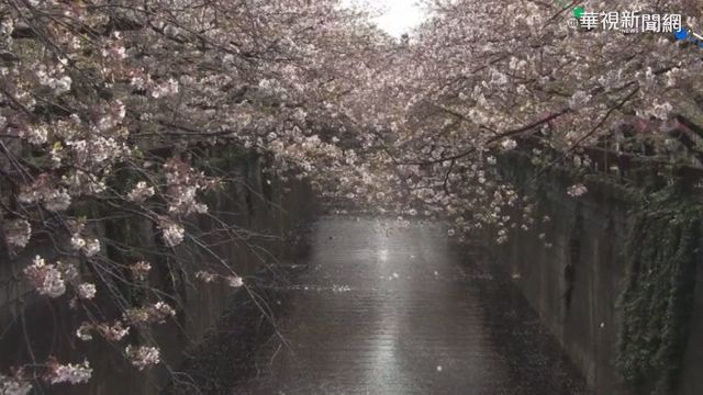 東京櫻花開 提早12天追平去年紀錄