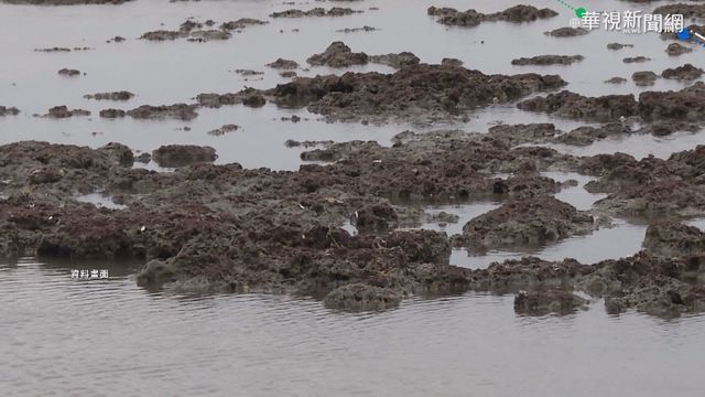 大潭藻礁爭議 工作機會.環保陷兩難
