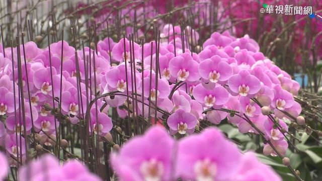 為蘭花園區找出路 台糖力拚國旅商機