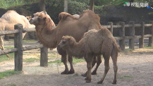 雙峰駱駝｢煙子｣人氣高 模樣超可愛