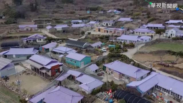 屋頂.橋梁全染紫 南韓｢紫色島嶼｣暴紅