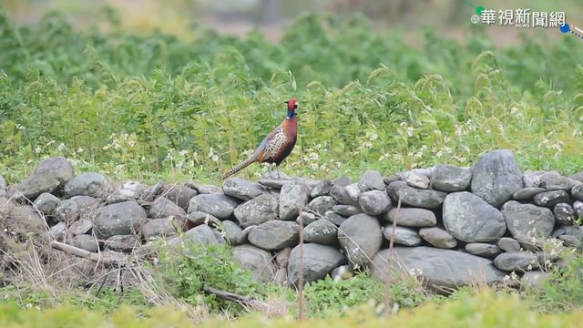 稀有環頸雉台東現蹤 鳥友要看要快!