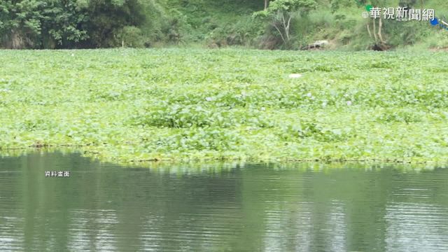 大埔水庫長滿布袋蓮 遊艇航行如滑草