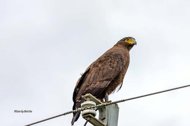 2年前痊癒後野放！民眾驚喜拍到大冠鷲B06挺拔身影