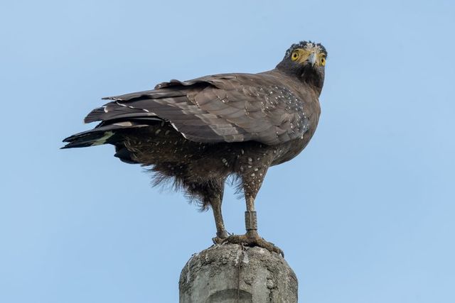 另一名網友也在2020年10月曾捕捉到B06身影。（翻攝自臉書用戶「Deng Deng」。）