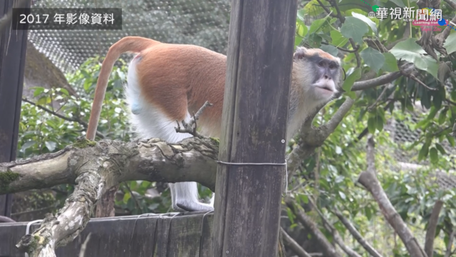 紅猴｢男道｣脫逃 北市動物園籲協尋